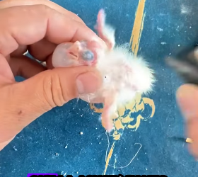 R1012002 Loros de rescate