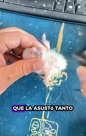 R1012002 Loros de rescate