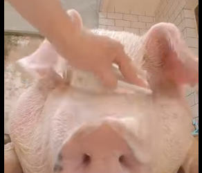 R1012001 Cerdos rescatados