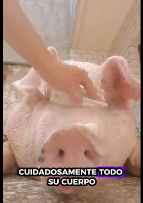 R1012001 Cerdos rescatados