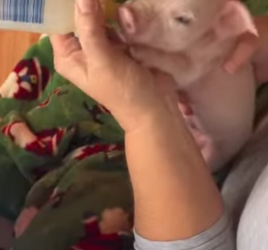 R1012005 Cerdos rescatados