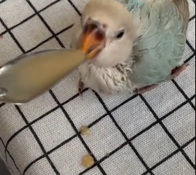 R1012007 Loros de rescate