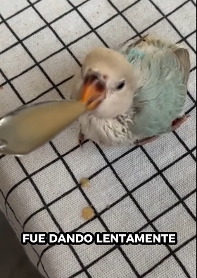 R1012007 Loros de rescate