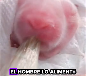 R1012006 Conejo rescatado