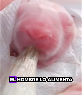 R1012006 Conejo rescatado