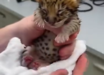 P1012004 found weak lion cub while taking walk  (Part 2)