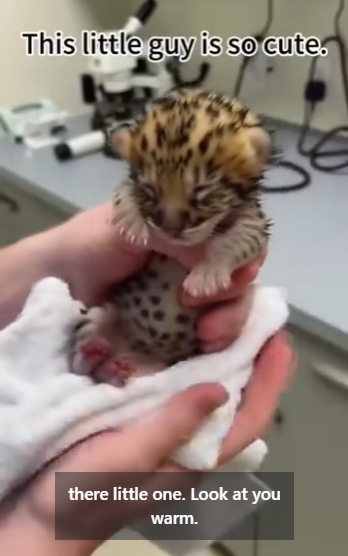 P1012004 found weak lion cub while taking walk  (Part 2)