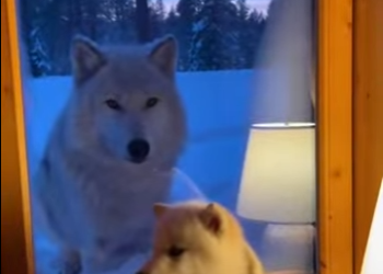 P1012001 Special guests require my special assistance (Part 2)