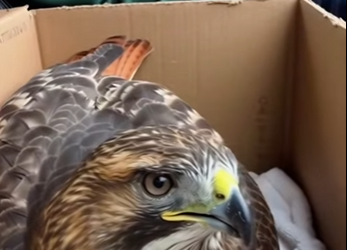 P1012002 story between me an eagle (Part 2)