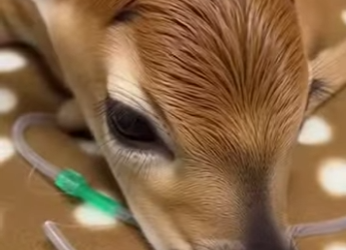 P1012003 My dog brought back friend himself,but it seems to need my help (Part 2)