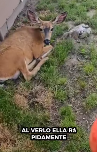 R1112004 Rescate de ciervos (Parte 2)