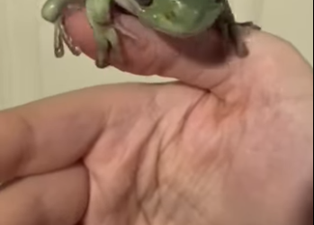 R1112001 Rescatar las ranas (Parte 2)