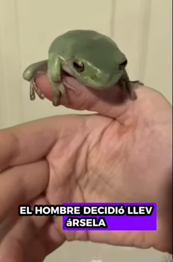 R1112001 Rescatar las ranas (Parte 2)