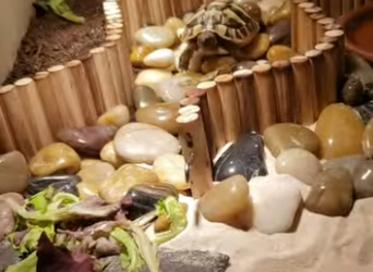 R1112002 Tortugas rescatadas (Parte 2)