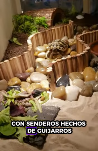 R1112002 Tortugas rescatadas (Parte 2)