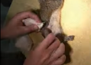 R1112007 Ardillas de rescate (Parte 2)