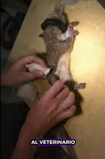 R1112007 Ardillas de rescate (Parte 2)