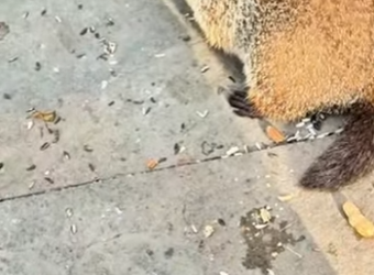 R1112005 Marmotas de rescate (Parte 2)