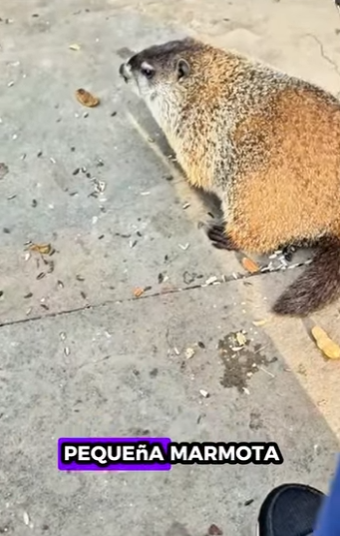 R1112005 Marmotas de rescate (Parte 2)