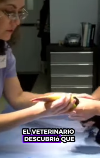 R1112003 Tucanes de rescate (Parte 2)