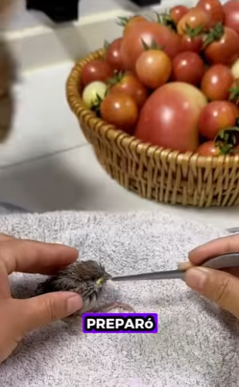 R1112009 Gorriones de rescate (Parte 2)