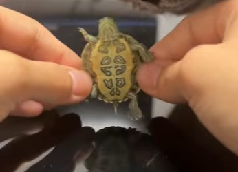 S0910003 found lost little turtle then (Part 2)