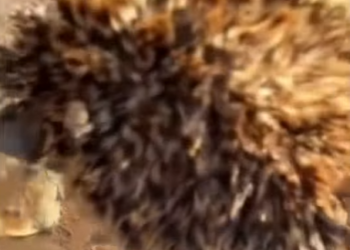 S0910007 rescued hedgehog was buried in soil then (Part 2)