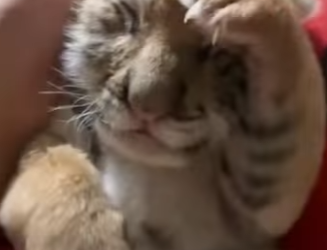 H1012004 Rescatando al Tigre (Parte 2)