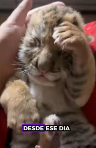 H1012004 Rescatando al Tigre (Parte 2)