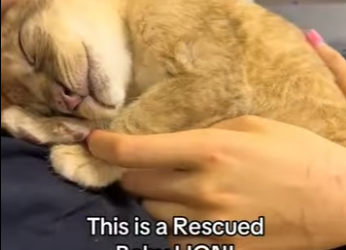 H1012005 Rescata al león (Parte 2)