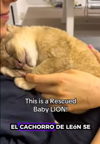 H1012005 Rescata al león (Parte 2)