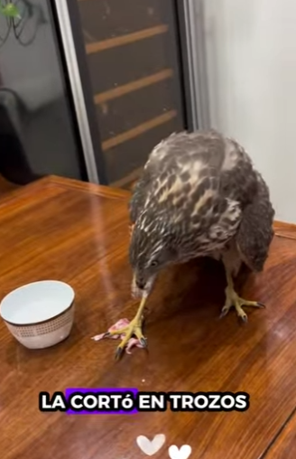 Águila real de rescate (Parte 2)