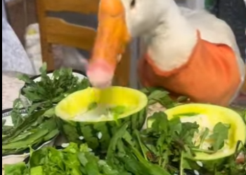 Gansos de rescate (Parte 2)