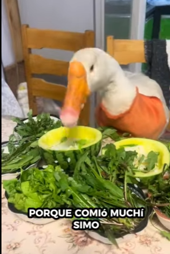 Gansos de rescate (Parte 2)