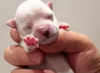 H1112005 Ayudé una loba rescatar su cachorro mira qué pasó después (Parte 2)