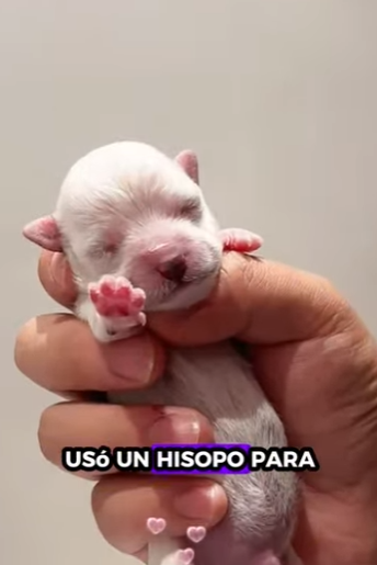 H1112005 Ayudé una loba rescatar su cachorro mira qué pasó después (Parte 2)