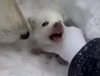 H1112002 Ayudé una loba rescatar su cachorro mira qué pasó después (Parte 2)