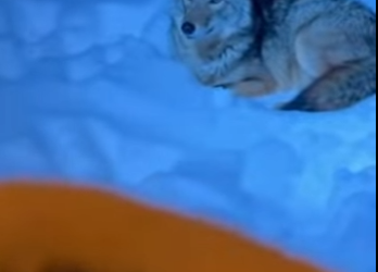 H1112001 La loba madre confió sus cachorros al hombre (Parte 2)