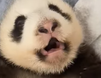 H1112006 Rescatando pandas (Parte 2)