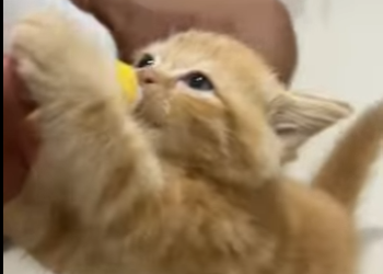 H1112004 Gatito rescatado (Parte 2)