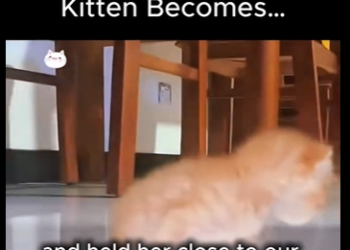C1012005 Watch What Tiny Kitten Becomes (Part 2)