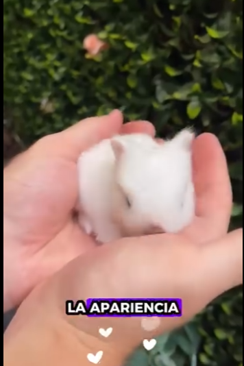 A0212001 Conejos rescatados (Parte 2)