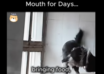 C1012002 He Had Chain Stuck in His Mouth Days (Part 2)