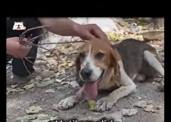 C0809011 His Last Hope Was Us (Part 2)