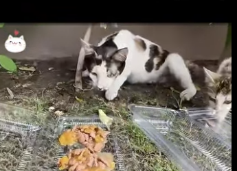 C0809013 Hungry Family, Brave Mother Beginning (Part 2)