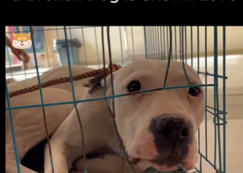 C1012011 Watch What Happens When Broken Dog Is Shown Love (Part 2)