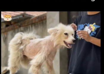 C1012009 They Saw Sick Dog (Part 2)