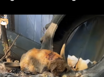 C1012007 What We Found on His Legs Was Unforgivable (Part 2)