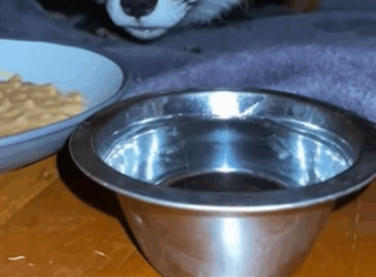 A0212003 Rescata al zorro (Parte 2)