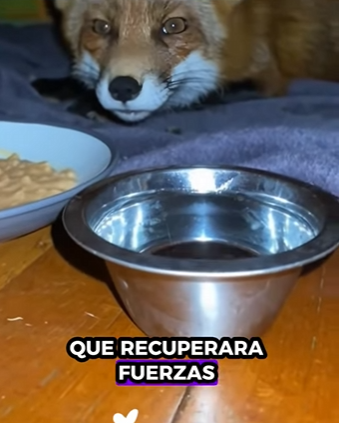 A0212003 Rescata al zorro (Parte 2)